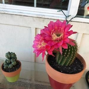 Meet your Posher, Irene